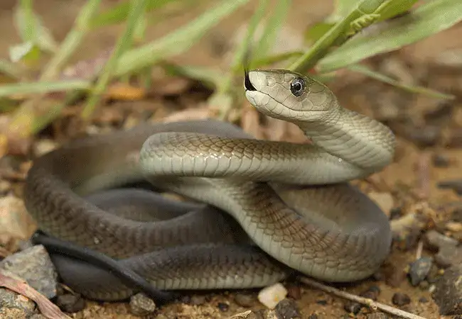Nairobi Snake Park and Aquarium