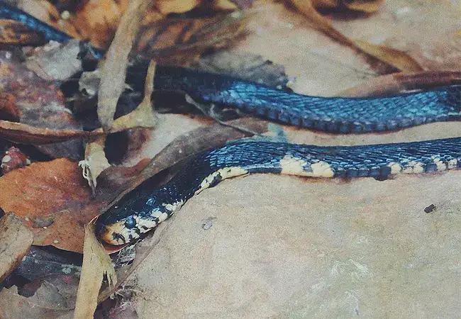 Nairobi Snake Park and Aquarium