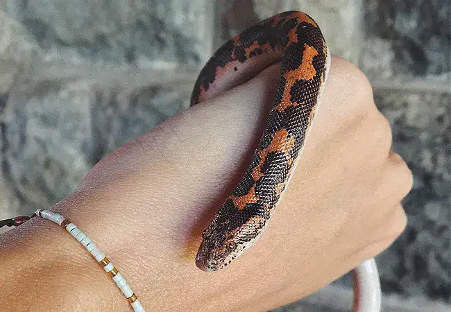 Nairobi Snake Park and Aquarium