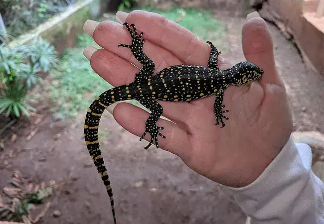 Nairobi Snake Park and Aquarium