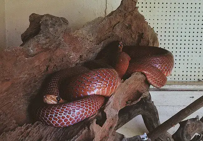 Nairobi Snake Park and Aquarium